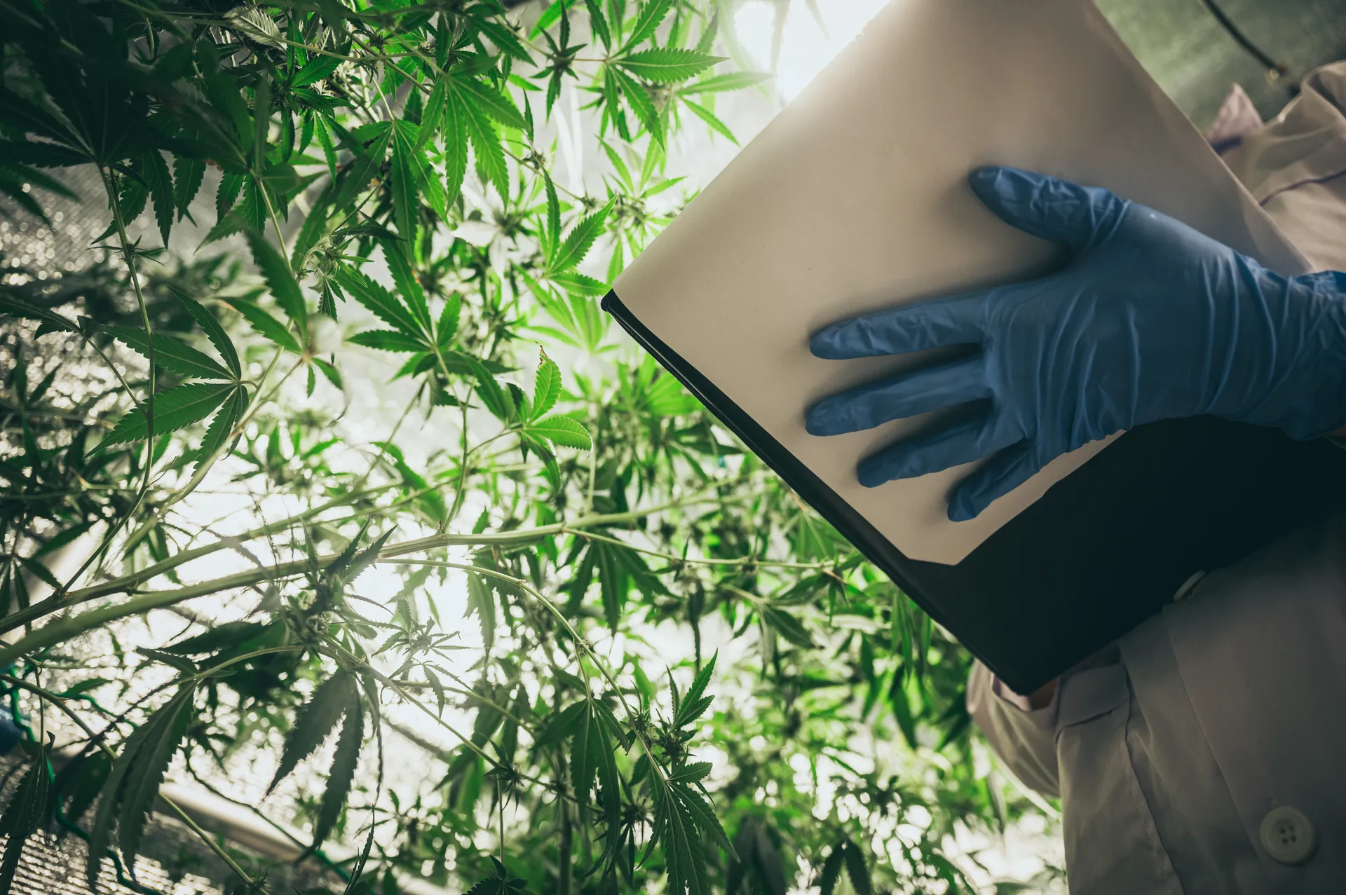 Cannabis-Logistik